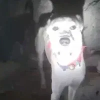 افغانی شکاری|سگ|شیراز, شهرک ویلایی بهاران|دیوار