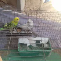 مرغ عشق