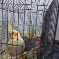 مولد|پرنده|شیراز, شهرک سعدی|دیوار