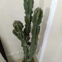 کاکتوس صخره ای