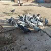 کبوتر