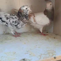 ی جفت نرو ماده کلکسیونی بشرط پرش