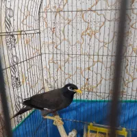 باسلام مرغ مینا نرو ماده