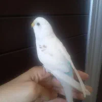 مرغ عشق نر سخنگو|پرنده|اردبیل, |دیوار