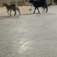 فروش ۲ عدد کره محلی|خوردنی و آشامیدنی|زرند, |دیوار