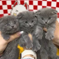 گربه بریتیش و اسکاتیش