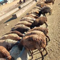 تعداد میش تخمی آبستن درجه یک