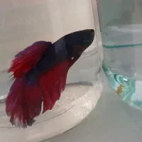 ماهی فایتر جفت