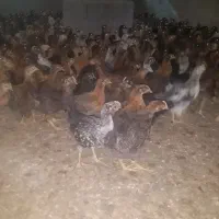 جوجه مرغ خروس ۴۵ روزه درشت