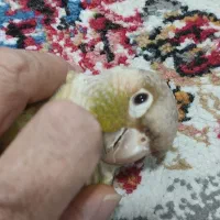 گرنجیک|پرنده|گرگان, |دیوار