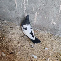 ماده المانی|پرنده|نیشابور, شهرک بهداری|دیوار