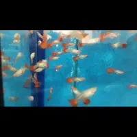گوپی کوی رد آلبینو|ماهی|اراک, |دیوار