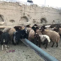 میش وبره|حیوانات مزرعه|خوانسار, |دیوار