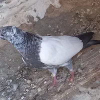 کله دار دم دار کاکلی