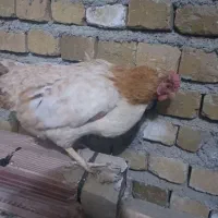 مرغ محلی|حیوانات مزرعه|سیلاخور, |دیوار