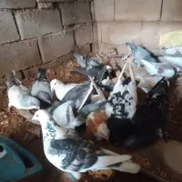 کفتر آلمانی ورنگه