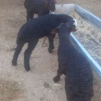 میش هترو با یک سیاه