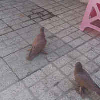 یک جفت جوجه راعبی سرخ