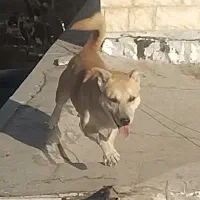 سگ نگهبان سفت