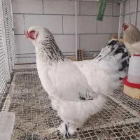 مرغ برهمای اصیل