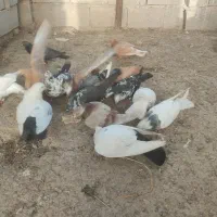 کبوتر|پرنده|شوشتر, |دیوار