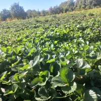 نشا توت فرنگی|خدمات باغبانی و درختکاری|مریوان, |دیوار