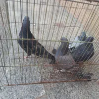 کبوتر