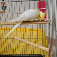 عروس هلندی|پرنده|فردیس, منظریه|دیوار