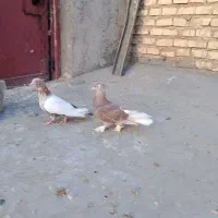 ۲عدد ماده (سینه کوهی و قهوی دمسفید پاپر)