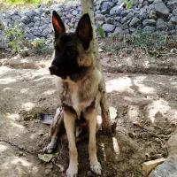 واگذاری ژرمن مالینویز