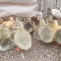 جوجه غاز و قو غاز یه هفته ای فقط ۳۰۰