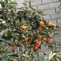 خرمالو اعلا درجه یک