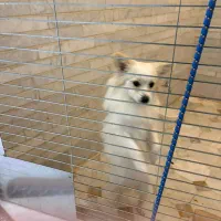 سگ خانگی پامر|سگ|یزد, |دیوار