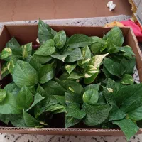 پتوس نشایی با کیفیت برگ پهن