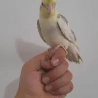 عروس هلندی|پرنده|قم, ولیعصر|دیوار