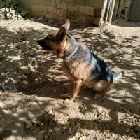 فروش سگ ژرمن|سگ|نوبران, |دیوار