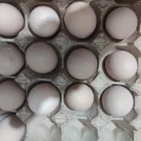 تخم نطفه دار تازه امروک