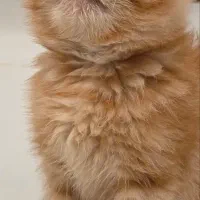 فروش بچه گربه اگزاتیک گارفیلدی
