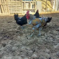 مرغ و خروس محلی
