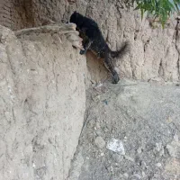 سگ قدر جونی