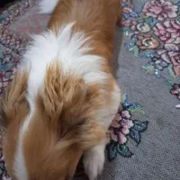 واگذاری سگ|سگ|بندرعباس, |دیوار