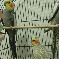 عروس هلندی نر و ماده