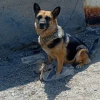 سگ تربیت شده