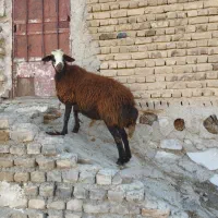 میش شک|حیوانات مزرعه|خرم‌آباد, |دیوار