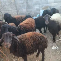 بره نر|حیوانات مزرعه|ماهنشان, |دیوار