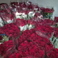 پخش بدون واسطه گل رز هلندی در تهران|گل و گیاه طبیعی|ری, بازار گل خاوران|دیوار