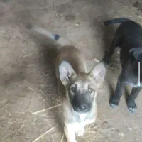 مالینیوز اصل