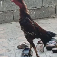 جوجه خروس مست|حیوانات مزرعه|بندرعباس, |دیوار