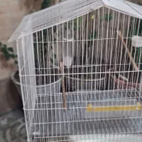 قفس پرنده بزرگ با لوازم