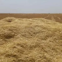 کاه گندم با کیفیت